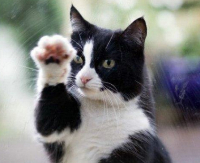 Gato arañando la ventana
