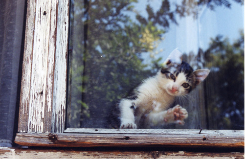 La imagen tiene un atributo ALT vacío; su nombre de archivo es gato-en-ventana.jpg